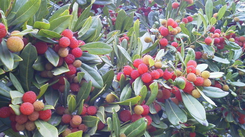 １００周年のユングフラウ鉄道